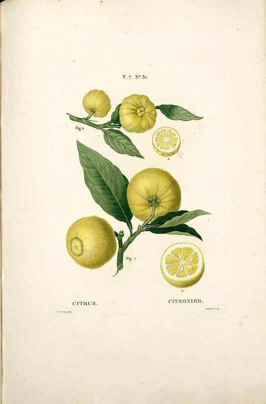 Bergamot | Citrus bergamia