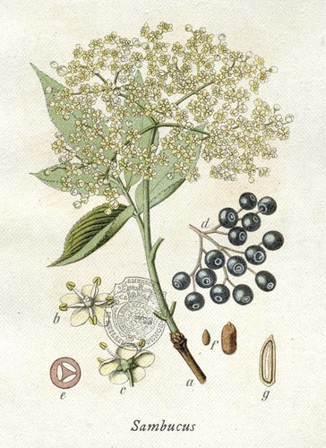 Fragrance fancy | Elderflower